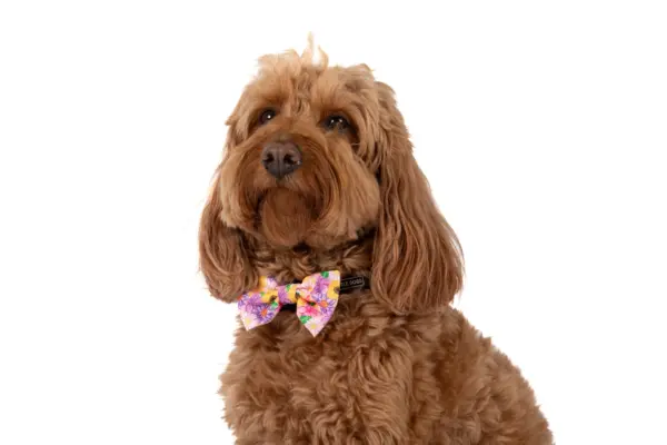 Big & Little Dogs Spring Fling Dog Collar at The Lancashire Dog Company