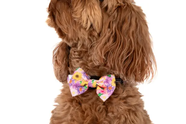 Big & Little Dogs Spring Fling Dog Collar at The Lancashire Dog Company
