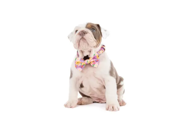 Big & Little Dogs Spring Fling Dog Collar at The Lancashire Dog Company
