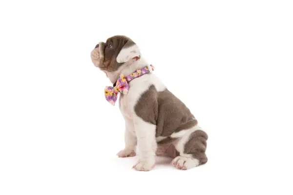 Big & Little Dogs Spring Fling Dog Collar at The Lancashire Dog Company