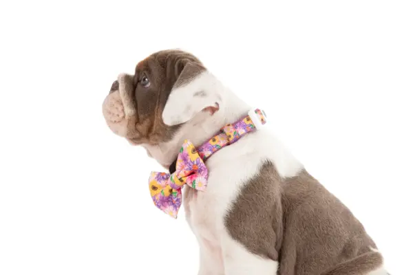 Big & Little Dogs Spring Fling Dog Collar at The Lancashire Dog Company