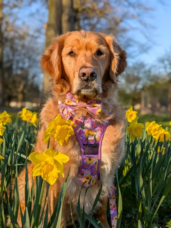 Big & Little Dogs Spring Fling Dog Harness at The Lancashire Dog Company