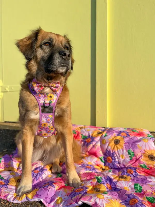 Big & Little Dogs Spring Fling Dog Harness at The Lancashire Dog Company