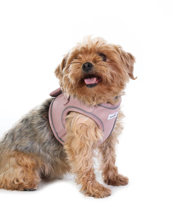 Small dog wearing the Doodlebone Dinky Dog Snappy Step-In Harness in Chalky Pink – soft and secure fit for everyday walks.