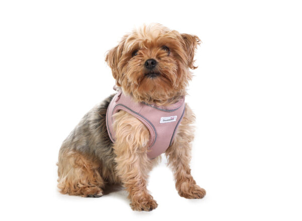 Small dog wearing the Doodlebone Dinky Dog Snappy Step-In Harness in Chalky Pink – soft and secure fit for everyday walks.