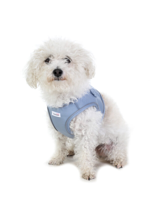 Small dog wearing the Doodlebone Dinky Dog Snappy Step-In Harness in Chalky Blue – comfortable, vest-style harness for puppies and small breeds.