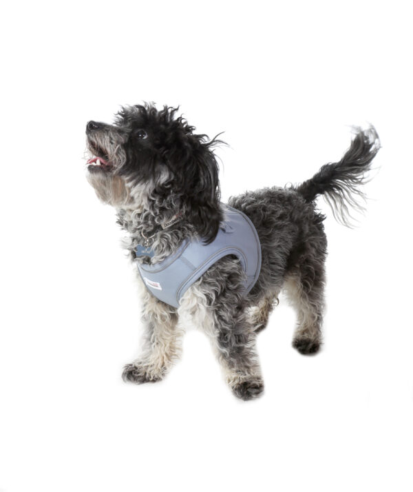 Small dog wearing the Doodlebone Dinky Dog Snappy Step-In Harness in Chalky Blue – comfortable, vest-style harness for puppies and small breeds.