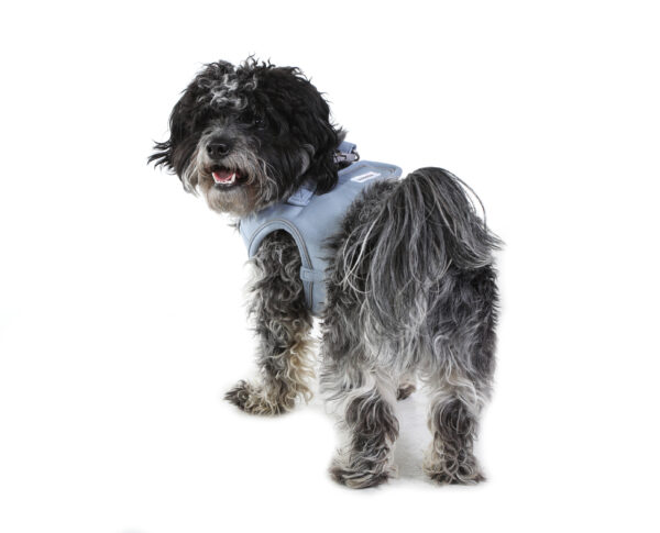 Small dog wearing the Doodlebone Dinky Dog Snappy Step-In Harness in Chalky Blue – comfortable, vest-style harness for puppies and small breeds.