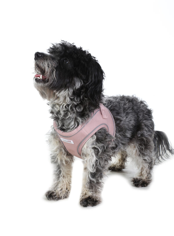 Small dog wearing the Doodlebone Dinky Dog Snappy Step-In Harness in Chalky Pink – soft and secure fit for everyday walks.
