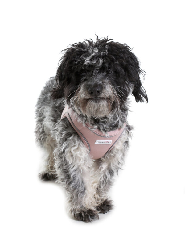 Small dog wearing the Doodlebone Dinky Dog Snappy Step-In Harness in Chalky Pink – soft and secure fit for everyday walks.
