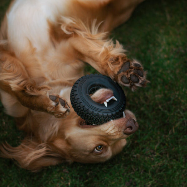 Dog playing with the Ancol Örva Treat Tyre – interactive treat-dispensing toy for mental stimulation