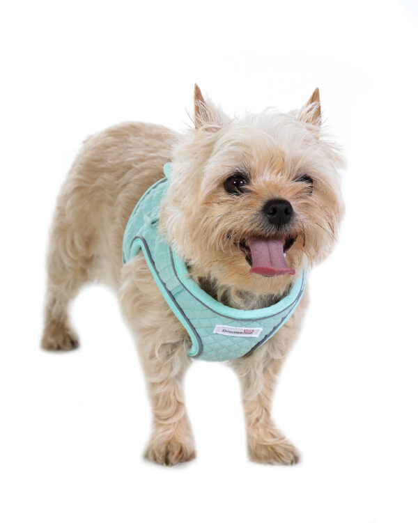 Small dog wearing the Doodlebone Dinky Dog Harness in mint green quilted fabric