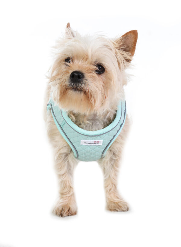Small dog wearing the Doodlebone Dinky Dog Harness in mint green quilted fabric