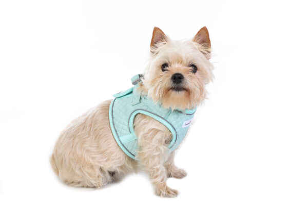 Small dog wearing the Doodlebone Dinky Dog Harness in mint green quilted fabric