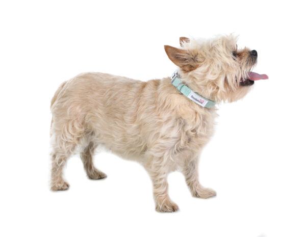 Small dog wearing the Dinky Dog Collar in mint quilt