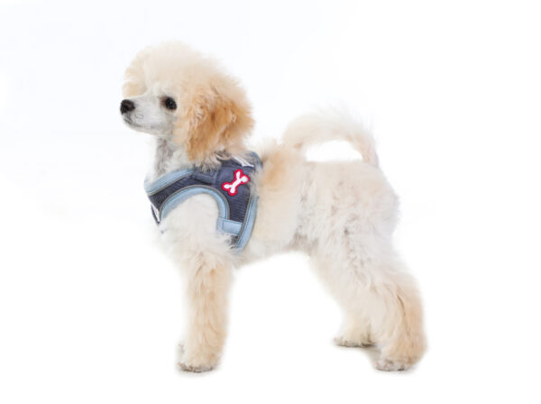 Small dog wearing the Dinky Dog Harness in blue cord with embroidered patches