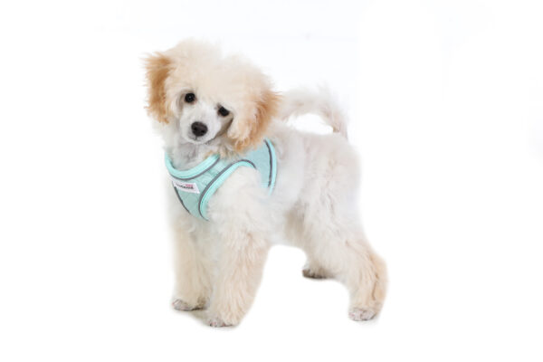 Small dog wearing the Doodlebone Dinky Dog Harness in mint green quilted fabric