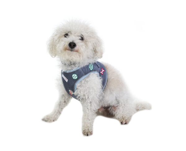 Small dog wearing the Dinky Dog Harness in blue cord with embroidered patches