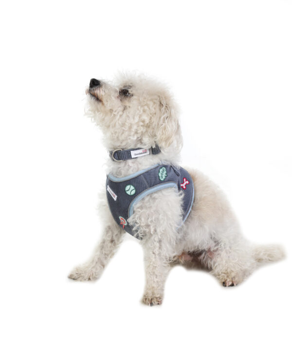 Small dog wearing the Dinky Dog Collar in blue cord with embroidered patches