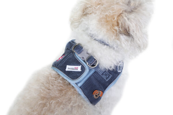 Small dog wearing the Dinky Dog Harness in blue cord with embroidered patches