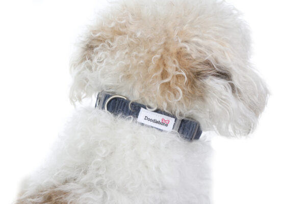 Small dog wearing the Dinky Dog Collar in blue cord with embroidered patches